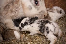 Sexing Rabbits And Separating Baby Rabbits From Their Mother Bechewy