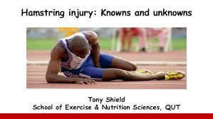 A hamstring injury is a bruise, strain, or tear to one of your hamstring muscles. Tony Shield Hamstring Injury Symposium Presentation