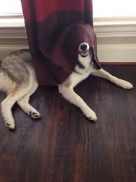 Check spelling or type a new query. Dogs Are Terrible At Hide And Seek