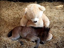 Résultat de recherche d'images pour "nounours trop chou"