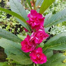 Maybe you would like to learn more about one of these? Gunung Ciremai Yuk Kenali Pacar Air Pacar Air Atau Facebook