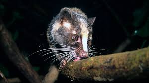 At pets at home, we want our digital teams to evolve the way we do business and shape the future of pet care. Ai Antibiotics Wild Animal Ban And The State Of India S Birds