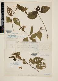 Image result for Grewia forbesii