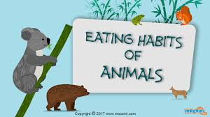 Eating Habits Of Animals Biology For Kids Mocomi Biology For Kids Science Articles For Kids Eating Habits