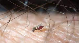 The chironomidae (informally known as chironomids, nonbiting midges, or lake flies) comprise a family of nematoceran flies with a global distribution. How To Get Rid Of Biting Midges