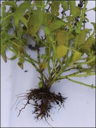 Image result for Coleus cylindraceus