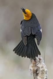 Black Bird With Yellow Breast Texas Yellow Headed Blackbird By Rowind Via Flickr Black Bird Bird Pictures Bird Photo