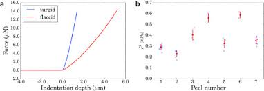 What type of cell is this? Quantifying Hydrostatic Pressure In Plant Cells By Using Indentation With An Atomic Force Microscope Sciencedirect