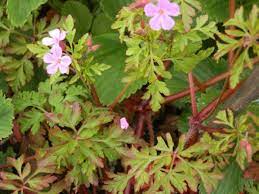 Herb robert (geranium robertianum) is wild, edible and nutritious food. Herb Robert Geranium Robertianum Hubpages