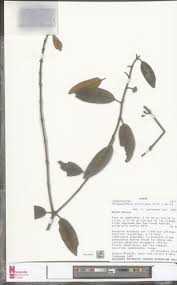 Image result for Phragmanthera polycrypta