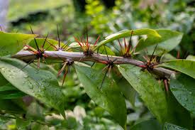 Image result for Pereskia