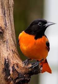 Orange Birds Of Western Washington Pin On Kuslar Ii
