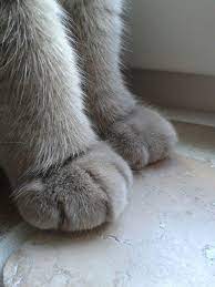 Fluffy Paws British Shorthair Cat Paws Cat Paws Aesthetic Paws Aesthetic