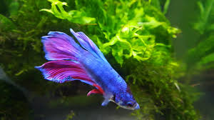 Here you'll learn about the many fin types of bettas. Betta Fins Curling Pretty Badly Aquarium Advice Aquarium Forum Community