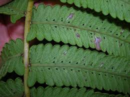 Image result for Pneumatopteris