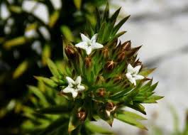 Image result for Thesium thamnus