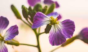 The simple primrose is scientifically called primula vulgaris. 3 February Birth Flowers What They Are And What Do They Mean