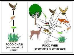 We did not find results for: Biology The Differences Between Food Chain And Food Web Ladder Tips Youtube