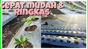 24 tahun 1997 tentang pendaftaran tanah, sertifikat ialah surat tanda bukti hak atas tanah dan bangunan. Cara Menanam Cara Tanam Cili Atas Tanah Cute766
