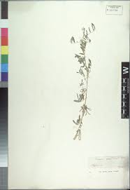 Image result for Spermacoce sphaerostigma