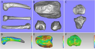3d bone models are ready for animation, games and vr / ar projects. In Situ Repair Of Bone And Cartilage Defects Using 3d Scanning And 3d Printing Scientific Reports