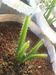 Fortunately once this plant is mature, you could. Dragonfruit Grown From Seed Gardening