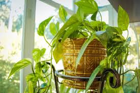House plants do not require a shed full of expensive gardening how to repot. Growing Indoor Foliage Plants For Dummies Gardening Tips
