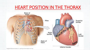 The tenth rib attaches directly to the body of vertebra t10 instead of between vertebrae like the second through ninth ribs. In What Anatomical Position Of The Body Is The Heart Located Socratic