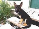 Von Altenhof German Shepherd Puppies For Sale