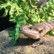 From blue tongues to red eyed crocodiles; Blue Tongue Skink For Sale Kellyville Pets