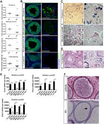 Fsh stimulates sertoli cells to synthesise androgen binding protein (apb). Sertoli Cells Maintain Leydig Cell Number And Peritubular Myoid Cell Activity In The Adult Mouse Testis