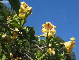 Image result for Solandra maxima