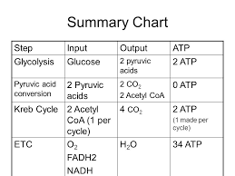 Cellular Respiration Chapter 7 Organelle Of Focus Ppt