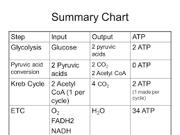 cellular respiration chapter 7 organelle of focus ppt