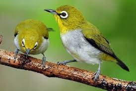 Penyebab Dan Cara Mengatasi Burung Pleci Suara Serak Burung Burung Cantik Betina