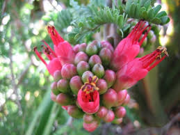 Image result for Schotia