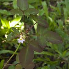 Image result for Oxalis barrelieri
