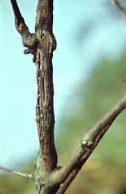 Image result for Metasphaeria diplodiella