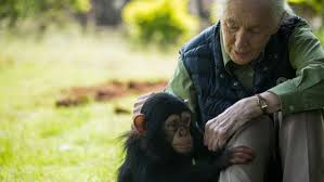 Luto en la Ciencia: Fallece Jane Goodall, Pionera en el Estudio de Primates