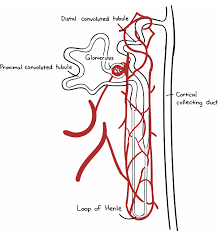 Explanation of loop of henle. Renal Physiology Counter Current Multiplication Article Khan Academy