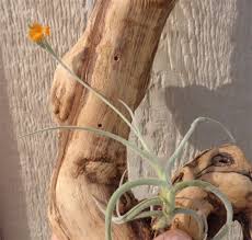 Make sure it was accepted and the expected discount was applied to your order. Tillandsia Crocata Copper Penny