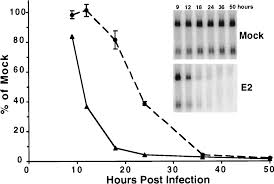 Human papillomavirus (hpv) is a common sexually transmitted virus. Repression Of Human Papillomavirus Oncogenes In Hela Cervical Carcinoma Cells Causes The Orderly Reactivation Of Dormant Tumor Suppressor Pathways Pnas
