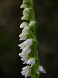 Image result for Goodyera afzelii