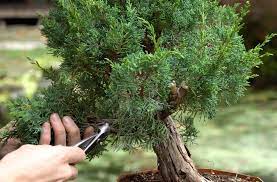 When it comes to bonsai trees, junipers are the most popular among species, partly because it is among the easiest to grow as a bonsai tree and doesn't however, because some trees grow faster than others, making them more difficult to prune in those extremely limited sizes, the art of bonsai. Making A Juniper Bonsai Bonsai Empire