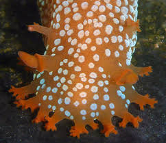 Image result for Tinnea apiculata