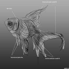 How to draw fishes, as well as realistic or illustrative fishes. Realistic Fish Drawing In 4 Steps With Photoshop