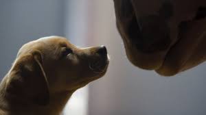 Budweiser Clydesdale Puppy Love Super Bowl 2014 Commercial Youtube