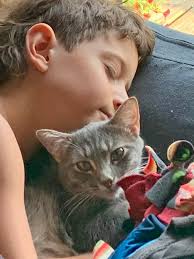 Lost Kitty in Spring Lake Area