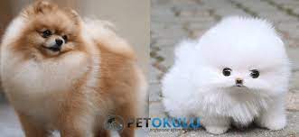 buyumeyen 20 kucuk kopek cinsi pet okulu