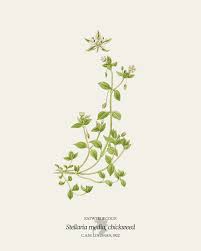 Image result for Stellaria